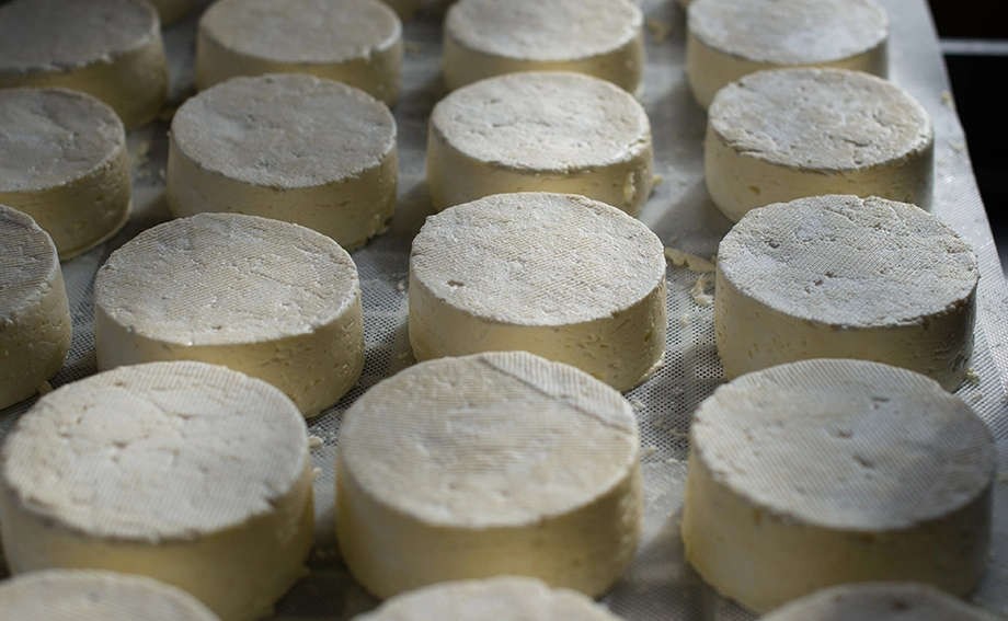 Queijo Canastra: por que é tão famoso?